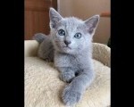 Russian kittens for sale